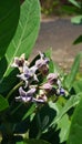 calotropis gigantea