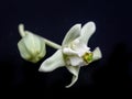 Calotropis gigantea isolated on black background, White Crown flower blooming, Calotropis gigantea flower Royalty Free Stock Photo