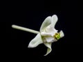 Calotropis gigantea isolated on black background, White Crown flower blooming, Calotropis gigantea flower