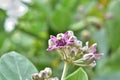 Purple flower crown beautifully blooming.