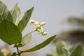 Calotropis gigantea