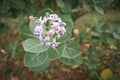 Calotropis gigantea