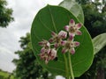 Calotropis gigantea with water drop