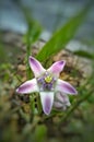 Calotropis the one with a crown Royalty Free Stock Photo