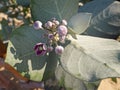 Calotropis procera or Apple of Sodom flowers Royalty Free Stock Photo