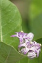 Calotropis procera or Apple of Sodom flowers and leaves