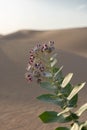 Calotropis procera in nature