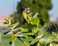 Calotropis procera flower plant