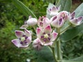 Calotropis procera flower selective focus photo