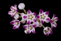 Calotropis procera flowers isolated on black background