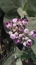 Calotropis procera flowers