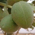 Calotropis procera fruit