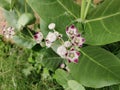 Calotropis procera plant with brilliant pink flowers