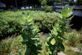 calotropis procera plant Royalty Free Stock Photo