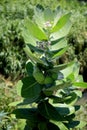 calotropis procera plant Royalty Free Stock Photo