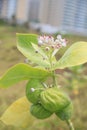 Calotropis procera plant Royalty Free Stock Photo