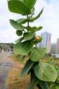 Calotropis procera plant Royalty Free Stock Photo