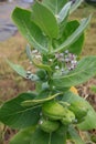 Calotropis procera plant Royalty Free Stock Photo