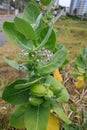 Calotropis procera plant Royalty Free Stock Photo