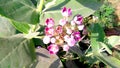 Calotropis procera plant Royalty Free Stock Photo