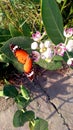 Calotropis gigantea buds fruits butterfly
