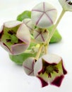 Colotropis procera green flowers close up