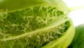 Colotropis procera fruit inner close up