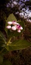 Calotropis procera is a species of flowering plant in the family in Pakistani village plant flower