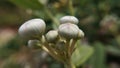 calotropis procerq flower buds macro view