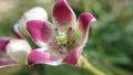 calotropis procerq flower macro view