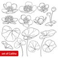 Vector set with outline Caltha palustris or Marsh-marigold with leaf in black isolated on white background. Royalty Free Stock Photo