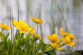 Caltha hygrophilous plant with yellow flowers blooms at spring puddles