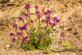 Caltha-Leaf Phacelia