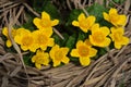 Caltha palustris