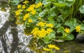 Marsh Marigold, CALTHA palustris overhanging water