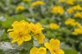 Caltha palustris, first spring flower Adonis vernalis Royalty Free Stock Photo