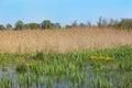 Caltha palustris growing in swamp. Spring flowers. Marsh Marigold flowers Royalty Free Stock Photo