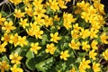 Caltha palustris growing in swamp. Spring flowers. Marsh Marigold close up Royalty Free Stock Photo