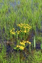 Caltha palustris growing in swamp. Spring flowers. Marsh Marigold flowers Royalty Free Stock Photo