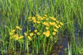 Caltha palustris growing in swamp. Spring flowers. Marsh Marigold flowers Royalty Free Stock Photo