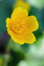 Caltha palustris, or Kingcup or Marsh Marigold Royalty Free Stock Photo