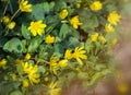 Caltha palustris, or Kingcup or Marsh Marigold in late afternoon sunlight.