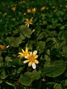 Caltha. Caltha palustris, known as marsh-marigold and kingcup. Marsh marigold