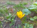 Caltha. Caltha palustris, known as marsh-marigold and kingcup