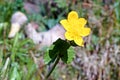 Caltha palustris, known as marsh-marigold and kingcup, is a small to medium size perennial herbaceous plant of the buttercup