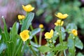 Caltha palustris, known as marsh-marigold and kingcup, is a small to medium size perennial herbaceous plant of the