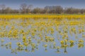 Caltha palustris, known as marsh marigold and kingcup, Biebrzanski National Park, Poland. Royalty Free Stock Photo