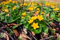 Caltha palustris- marsh marigold