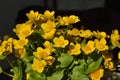 Caltha palustris Royalty Free Stock Photo