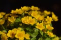 Caltha palustris Royalty Free Stock Photo